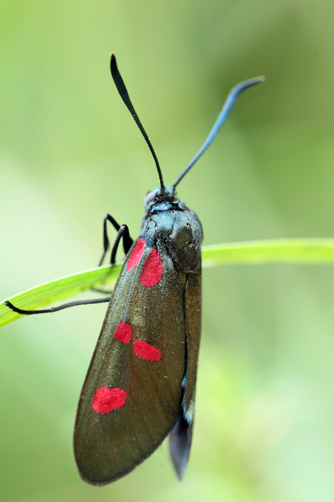 Zygaena lavandulae?